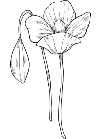 Poppy Flowers Coloring Page